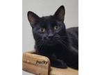 Adopt Packy a Domestic Short Hair