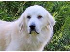 Adopt Quinn #3 a Great Pyrenees, Golden Retriever