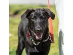 Adopt Scepter (Pageant Pup) - Adopted! a Shepherd, Labrador Retriever