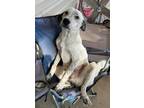 Adopt Kash a English Setter, Australian Cattle Dog / Blue Heeler