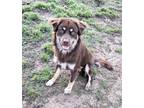 Adopt Chachi a Labrador Retriever, Australian Shepherd