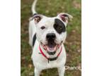 Adopt Chance a Pit Bull Terrier