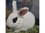 Adopt Honeydew a Hotot