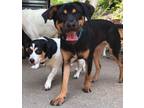 Adopt Til J a Rottweiler, Beagle
