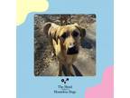 Adopt Buddy (Yellow) a Hound, Labrador Retriever