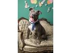 Adopt Lotso a Terrier, Pit Bull Terrier