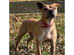 Adopt Lucky a Pit Bull Terrier, Shar-Pei