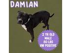 Adopt John Paul (Damian) a Pit Bull Terrier