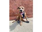 Adopt HANK! a Pit Bull Terrier, Hound