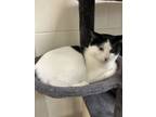 Adopt Clyde a Domestic Short Hair