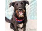 Adopt Griswold a Labrador Retriever, Schnauzer