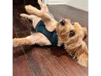 Adopt Scotty Francis a Yorkshire Terrier