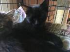 Adopt Boone a Domestic Short Hair