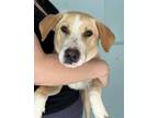 Adopt BEAU a Labrador Retriever