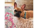 French Bulldog Puppy for sale in Lewiston, ME, USA