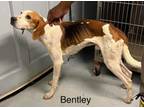 Adopt Bentley a Coonhound
