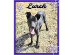 Adopt Lurch a Labrador Retriever, German Shepherd Dog