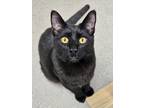 Adopt Meow 4159 a Domestic Short Hair