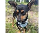 Adopt Ladron a Miniature Pinscher, Mixed Breed