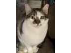 Adopt Hamby a Domestic Short Hair