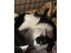 Adopt McMuffin a Domestic Short Hair