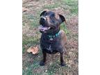 Adopt Maverick a Chow Chow, Pit Bull Terrier