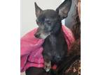 Adopt Goose a Miniature Pinscher