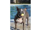Adopt Ray Charles a American Staffordshire Terrier