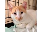 Adopt Phillip a Domestic Short Hair, Tabby