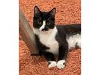 Adopt Gryphin a Domestic Short Hair