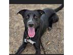 Adopt Roller a Black Labrador Retriever, German Shorthaired Pointer