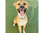 Adopt Xzar a Black Mouth Cur, German Shepherd Dog