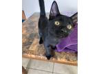 Adopt Porthos a Domestic Short Hair