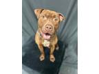 Adopt Denzel a Pit Bull Terrier