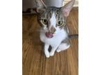 Adopt Arnie a Tabby, Domestic Short Hair