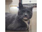 Adopt Smoke a Domestic Short Hair