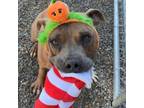 Adopt Rocket a American Staffordshire Terrier