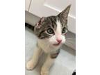 Adopt Sawyer a Tabby