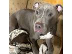 Adopt Georgie a Pit Bull Terrier