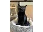 Adopt Gilbert a Domestic Short Hair