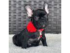 French Bulldog Puppy for sale in Southwest Ranches, FL, USA