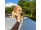 Poodle (Toy) Puppy for sale in Rockville, MD, USA