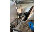 Adopt Fritz a Tabby