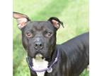Adopt Jet a Staffordshire Bull Terrier