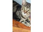 Adopt Buzzy a Tabby, Bengal