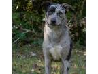 Adopt Bandit a Norwegian Elkhound, Catahoula Leopard Dog