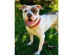 Adopt G-Dog a Pit Bull Terrier