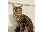 Adopt Macbeth a Domestic Short Hair