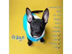 Adopt Gage a Pit Bull Terrier