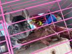 Adopt Mater and McQueen a Chinchilla